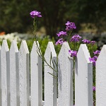 weißer Gartenzaun mit lila Blüten
